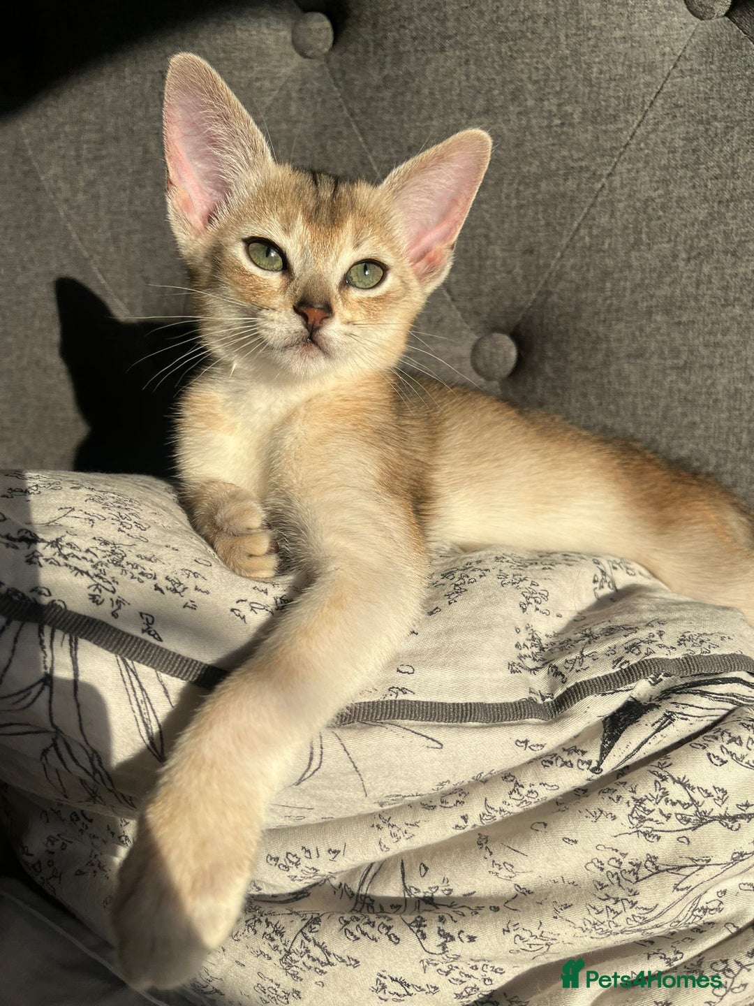 Abyssinian cats for sale: GCCF registered beautiful Abyssinian kittens - Image 12