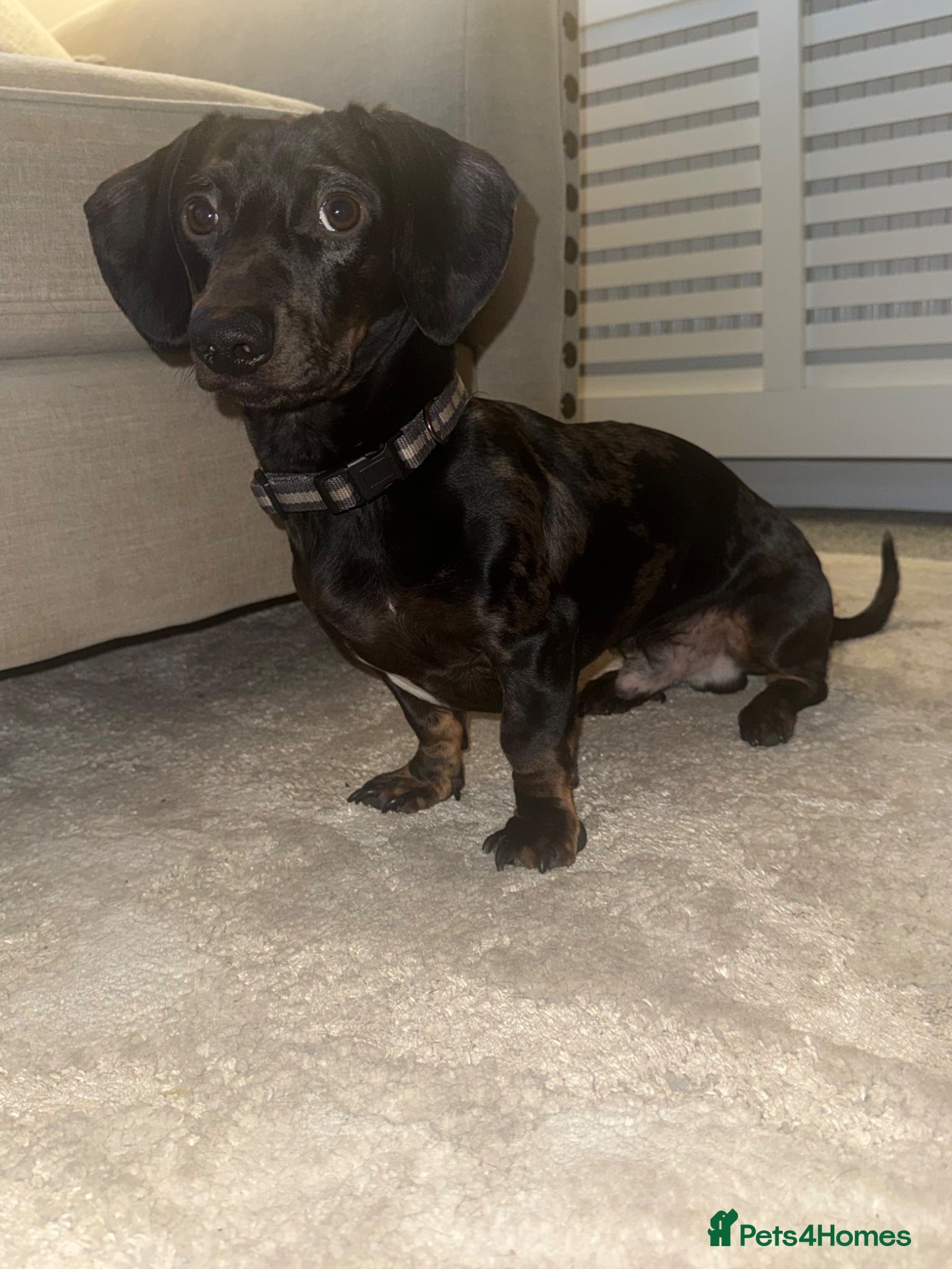 Miniature Dachshund dogs Miniature dachshund dapple   - Advert 5