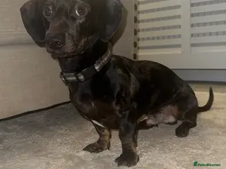 Miniature Dachshund dogs Miniature dachshund dapple - Advert 5