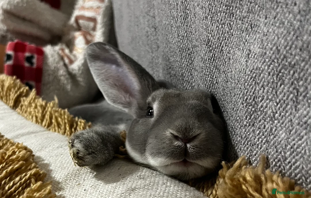 Rex rabbits for sale: 7 month old opal rex male - Advert 2