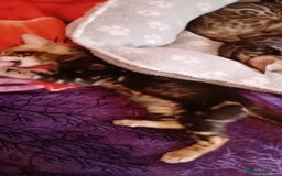 Bengal cats for sale: Pedigree Bengal Kittens - Image 3