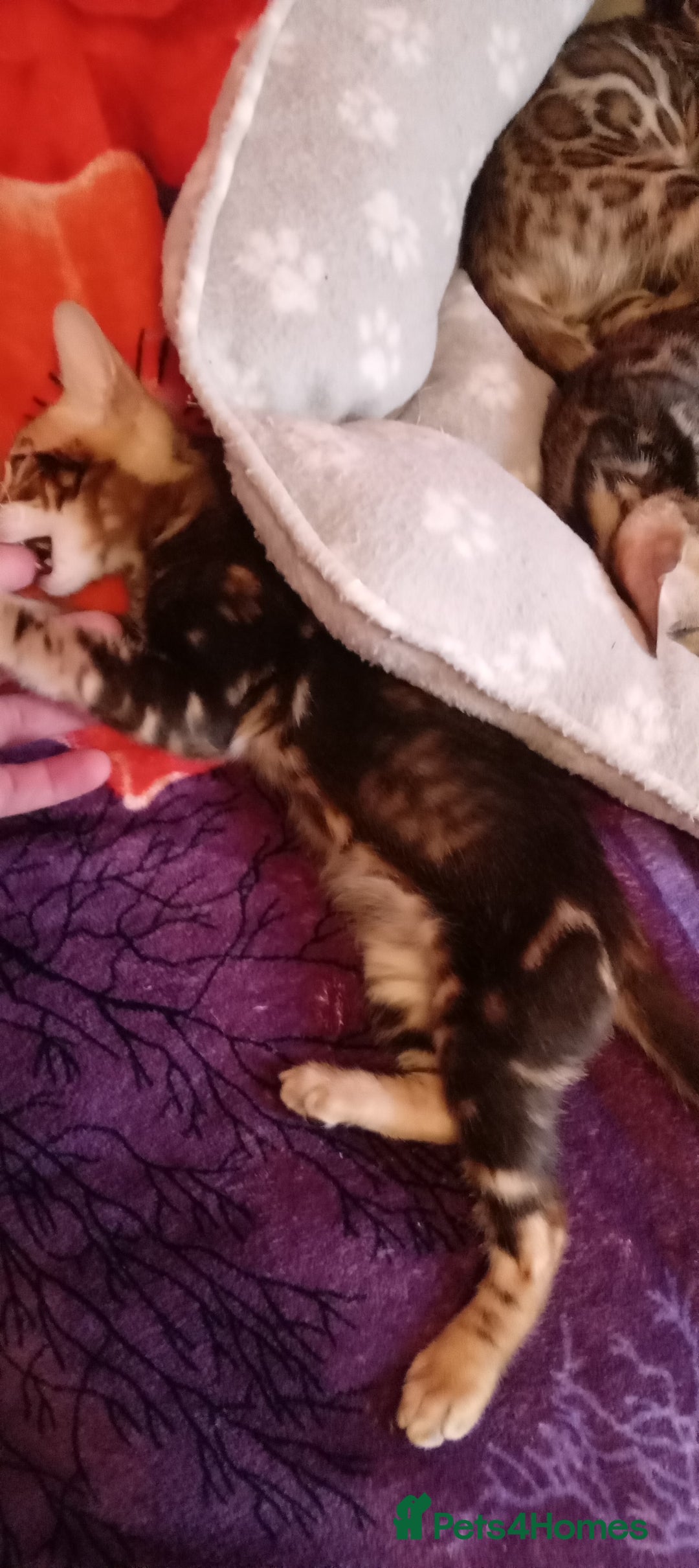 Bengal cats for sale: Pedigree Bengal Kittens - Image 3