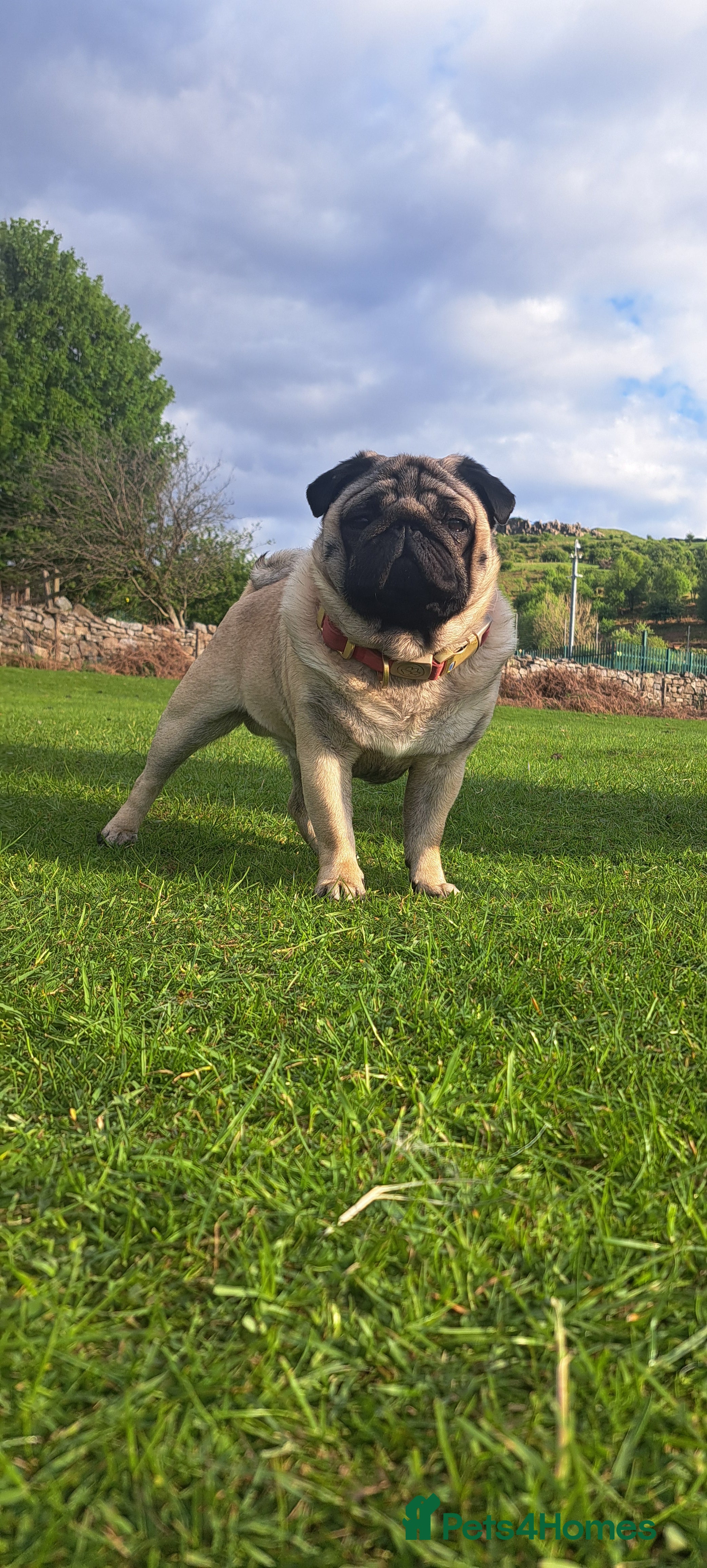 Pug dogs Ernie the fawn stud  in Ebbw Vale - Advert 4