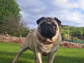 Pug dogs in Ebbw Vale - Advert 4