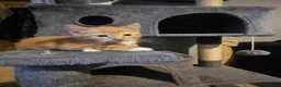 Mixed Breed cats for sale: 4 beautiful kittens - Advert 5