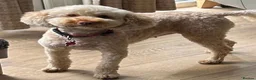 Cavapoo dogs for sale:  280 ALL CLEAR Extensively Health tested 🩷💙🐾 - Advert 10