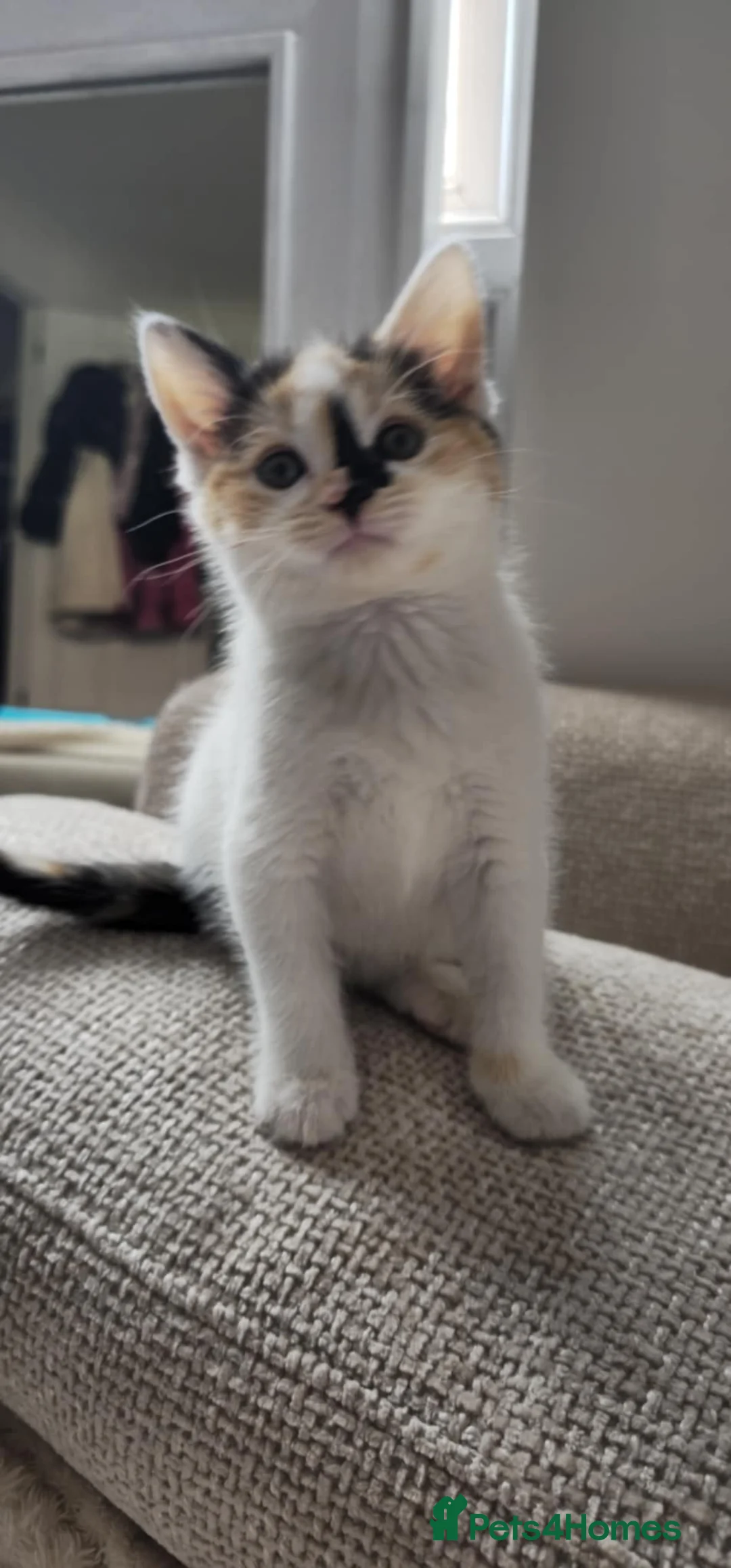 Mixed Breed cats for sale: 2 kittens left  - Advert 2