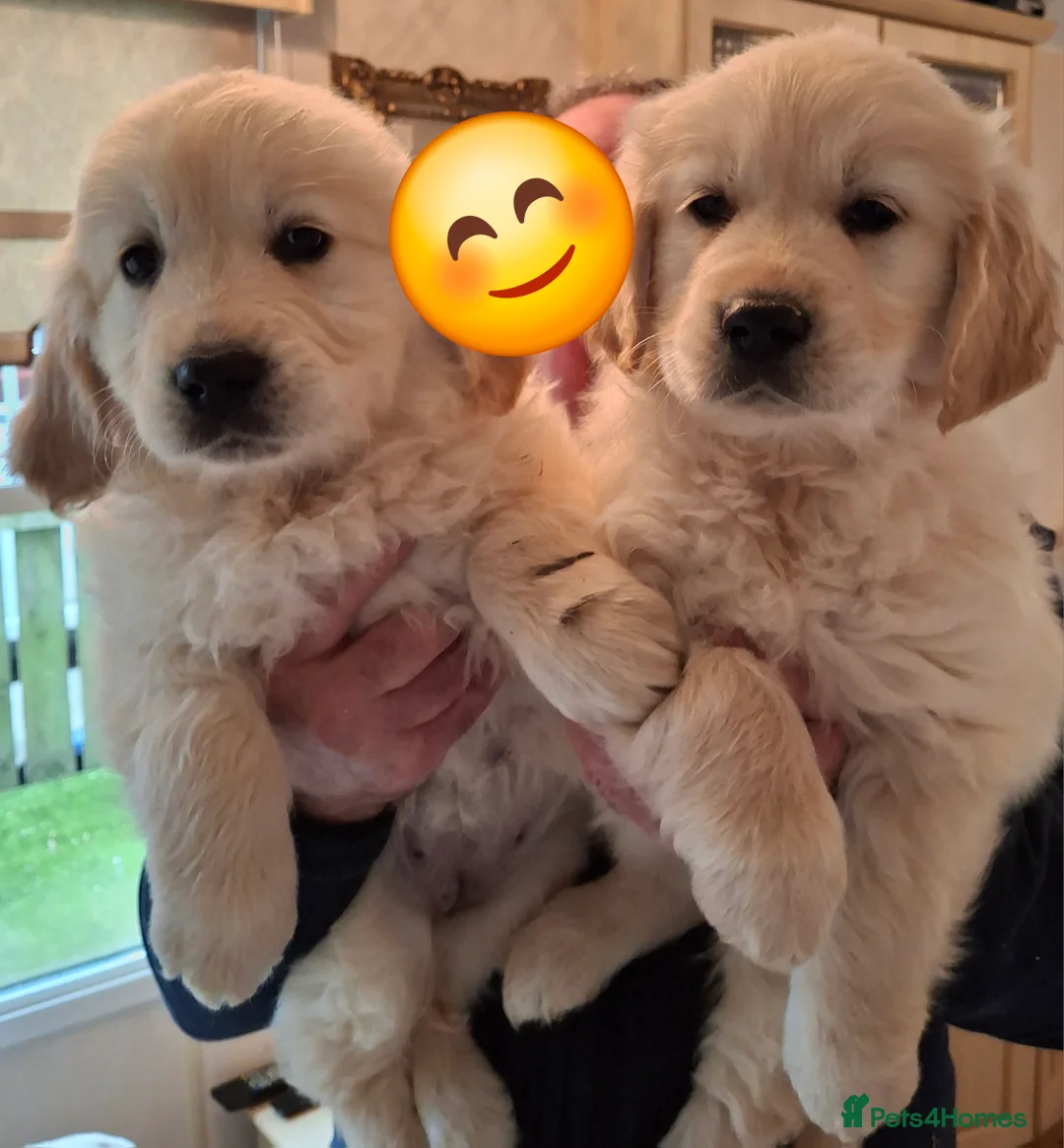 Golden Retriever dogs for sale: Golden Retreiver Puppies  - Advert 1