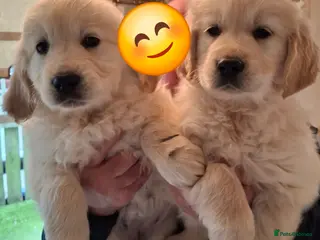 Golden Retriever dogs Golden Retreiver Puppies - Advert 1