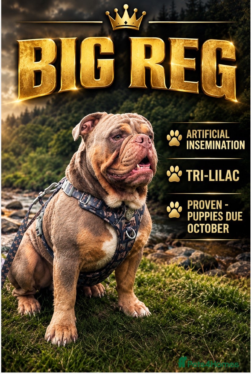 Olde English Bulldogge dogs PROVEN “BIG REG” Lilac-Tri Olde English Bulldog - Advert 7
