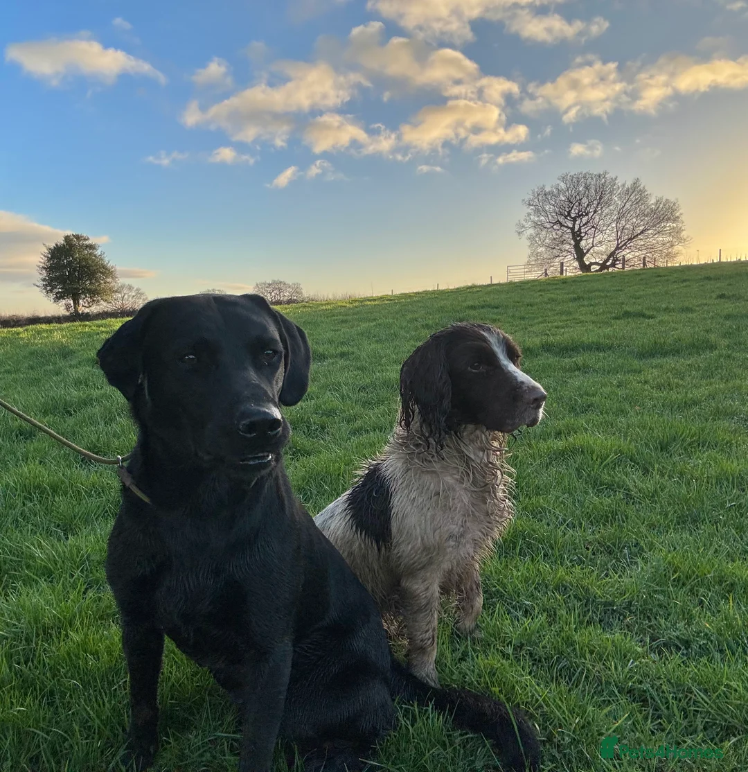 Labrador Retriever dogs for stud: Health Tested Working Labrador Retriever For Stud in Burton-on-Trent - Advert 3