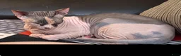 Sphynx cats for sale: Mrsss - Advert 3