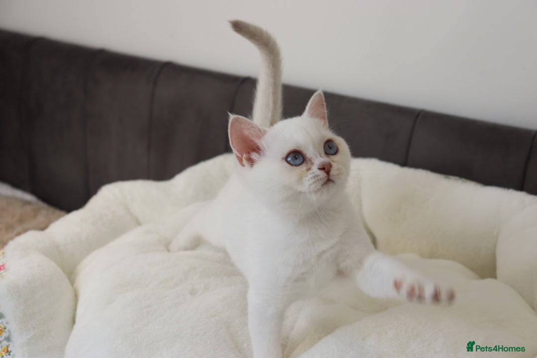 British Shorthair cats for sale: Ready CH Bloodlines BSH TICA registered kittens in Feltham - Image 22