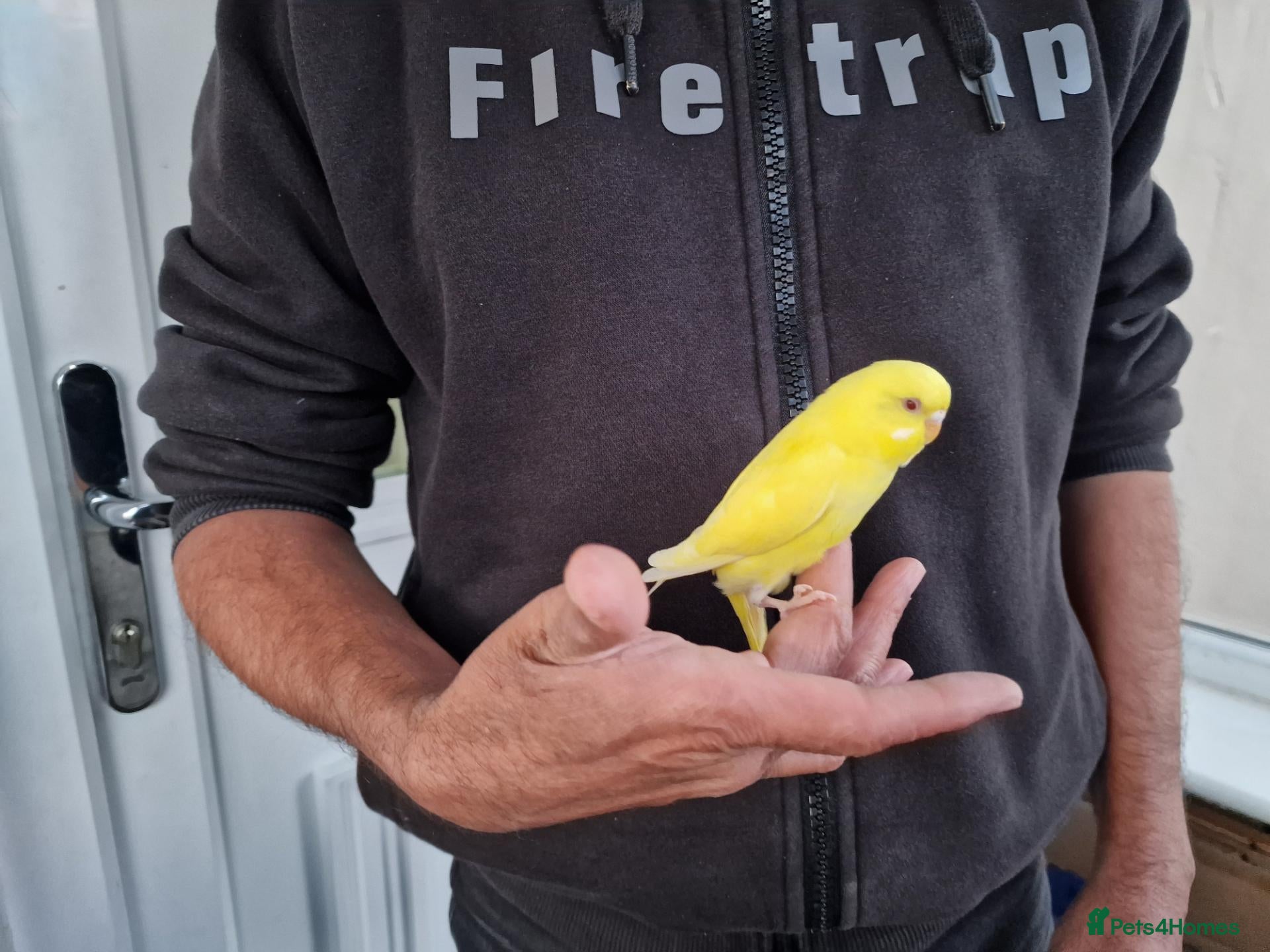 Budgerigars birds Super silly hand tamed baby budgies  - Advert 17
