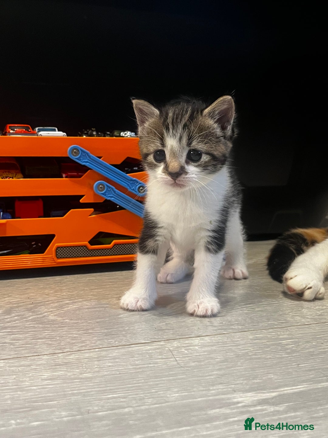 Mixed Breed cats for sale: Perfect Kittens  - Image 8