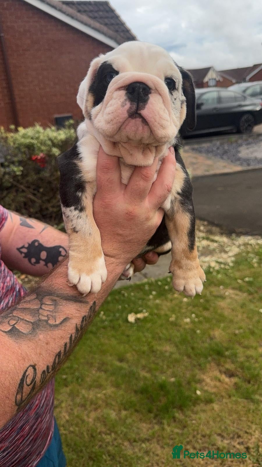 English Bulldog dogs for sale: Chunky healthy pups - Advert 9