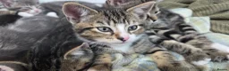 Mixed Breed cats for sale: Adorable mixed breed kittens for sale - Advert 3