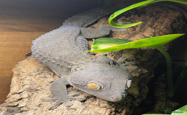 Gecko reptiles - Advert 2