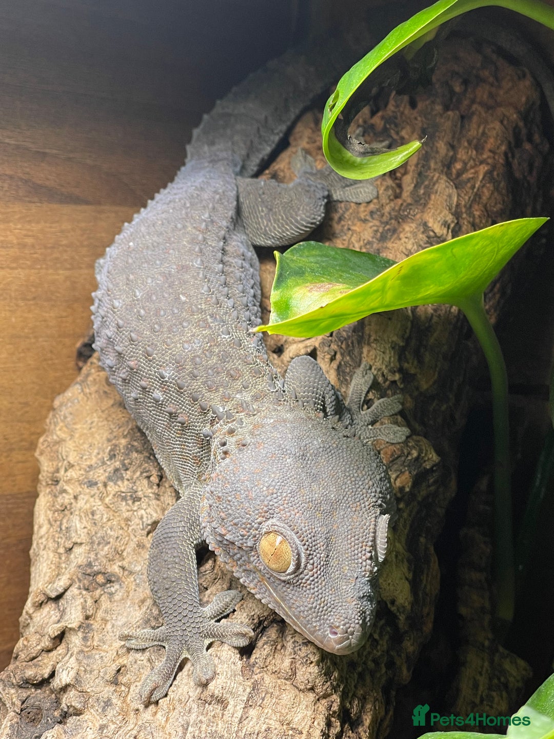 Gecko reptiles for sale: 1.1 patternless tokays  - Image 1