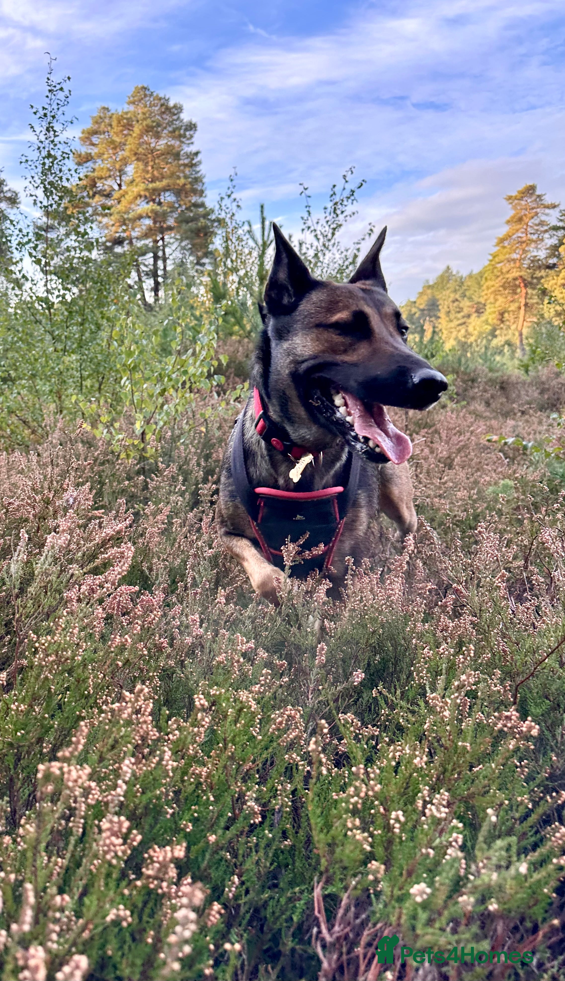 Belgian Shepherd Dog dogs 5 years old Belgian Shepherd Malinois  - Advert 5