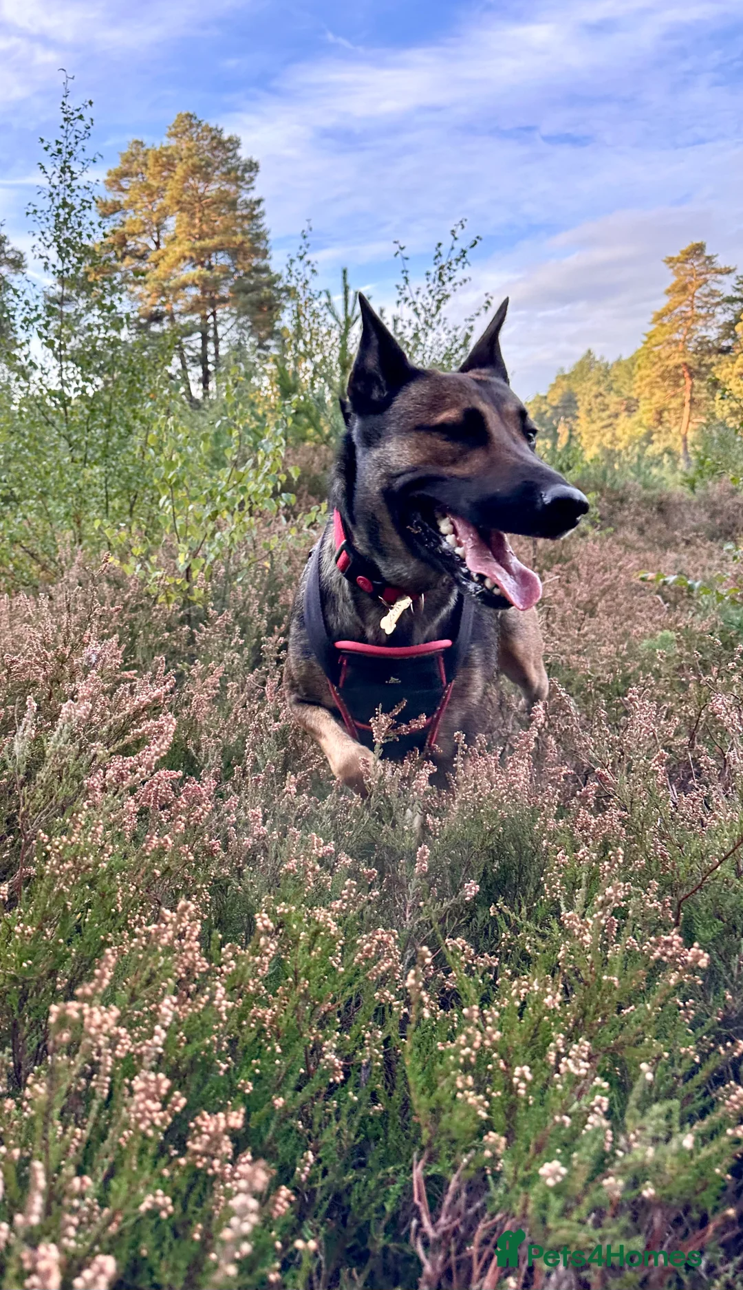 Belgian Shepherd Dog dogs for sale: 5 years old Belgian Shepherd Malinois  - Advert 1