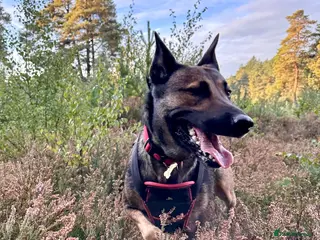 Belgian Shepherd Dog dogs 5 years old Belgian Shepherd Malinois - Advert 5