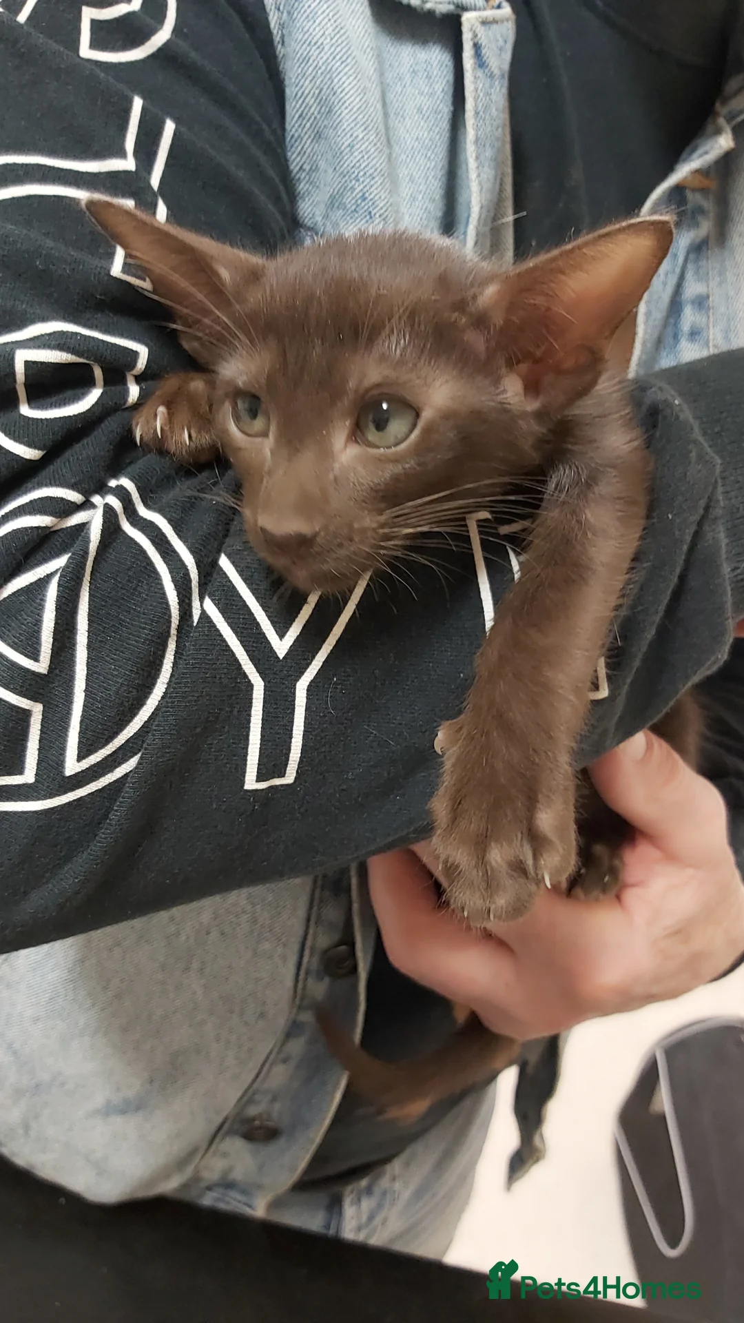 Oriental cats for sale: FULL Pedigree Oriental  XL size ears GCCF - Advert 2