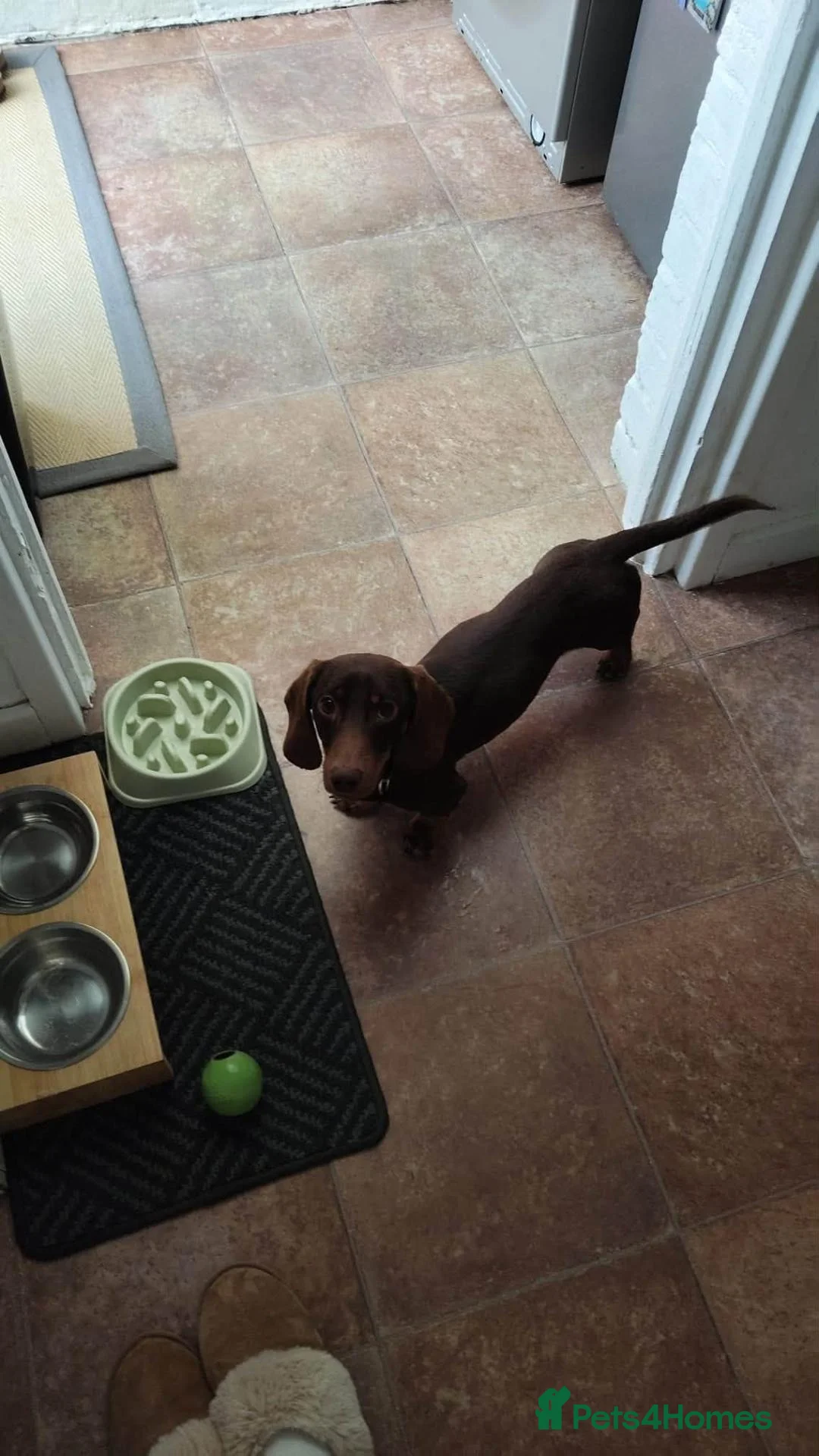 Dachshund dogs for adoption: 💙🐶 ALFIE – A CHOCOLATE BOY MADE FOR CUDDLES 🐶💙 - Advert 2