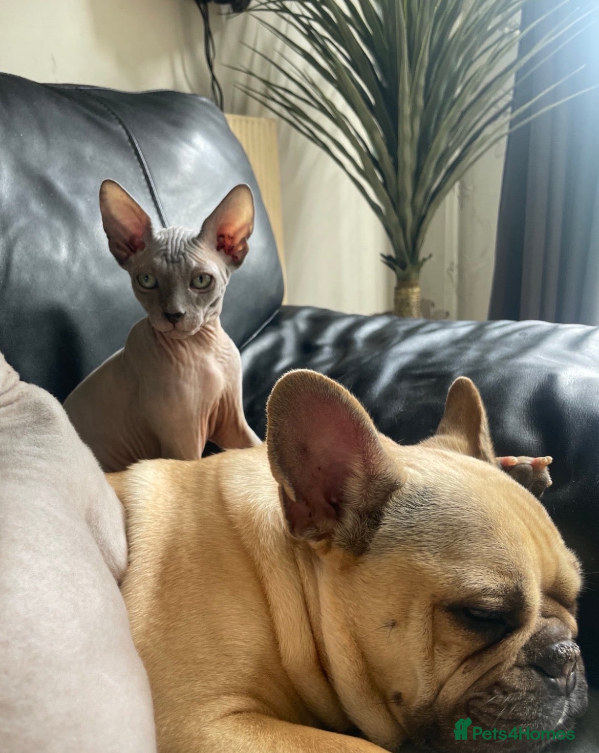 Sphynx cats Exceptional Sphynx Kittens last boy and girl - Advert 1