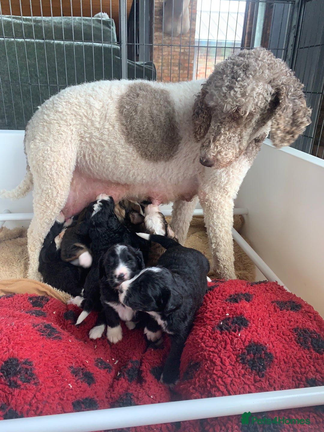 Bernedoodle dogs for sale: F1 Standard Bernedoodle Puppies LN8 - Image 5
