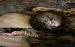 Domestic Shorthair cats for sale: Male and Female Kittens - Image 6