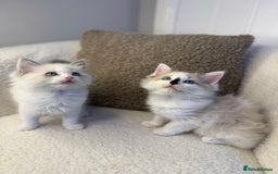 Ragdoll cats for sale: 🎀 Ragdoll kittens 🎀 2 left - Image 16