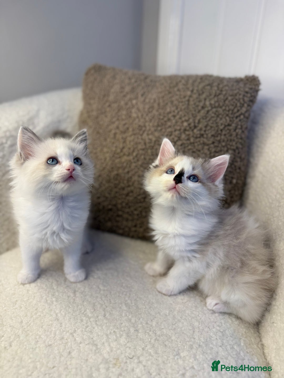 Ragdoll cats for sale: 🎀 Ragdoll kittens 🎀 2 left - Image 16