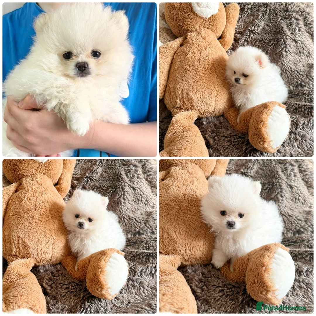 Pomeranian dogs for sale: Teddy Bear Pomeranians  - Advert 2