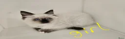 Ragdoll cats for sale: Purebred beautiful ragdoll kittens  - Advert 8