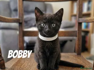 Mixed Breed cats stunning litter of RussianX kittens available - Advert 2