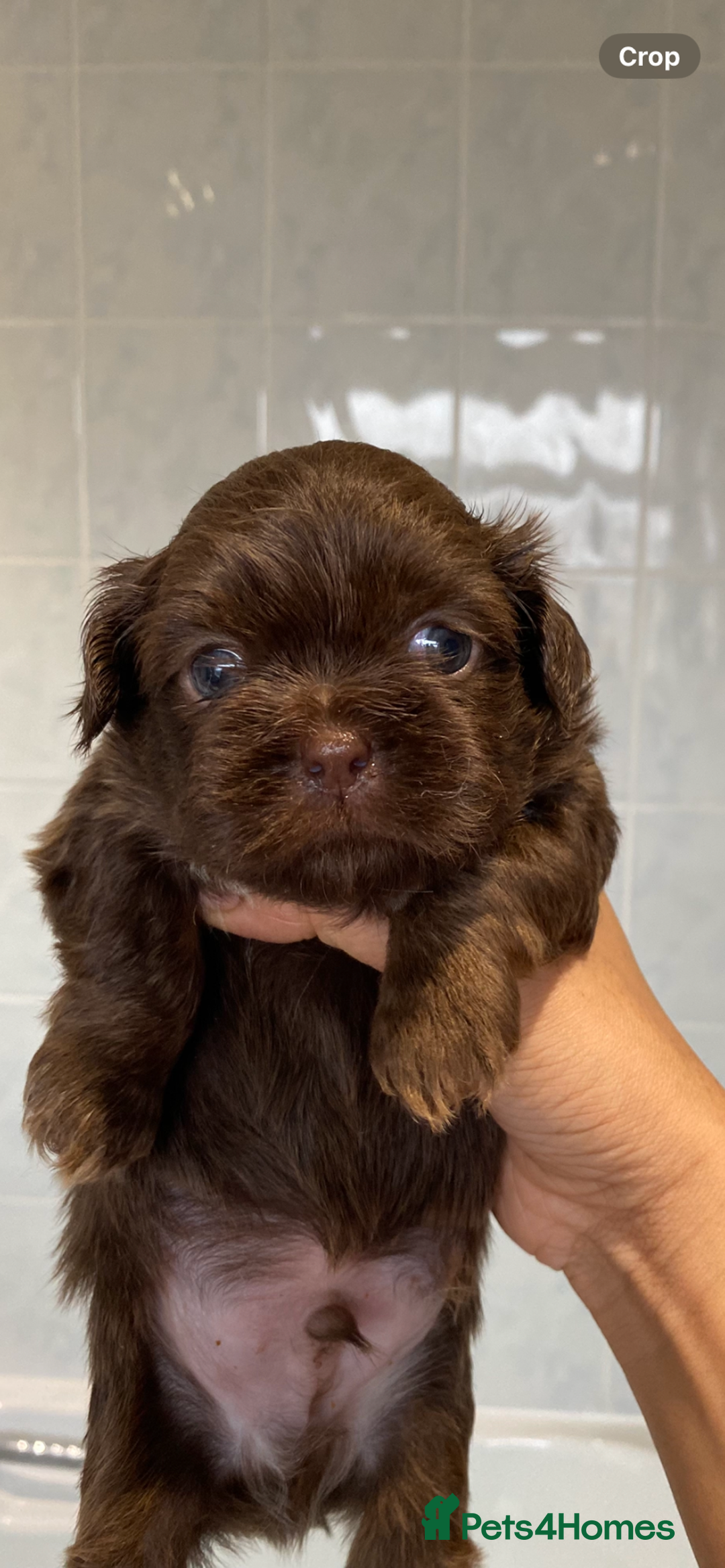 Shih Tzu dogs for sale: 😍 chocolate shihtzu😍 - Advert 3