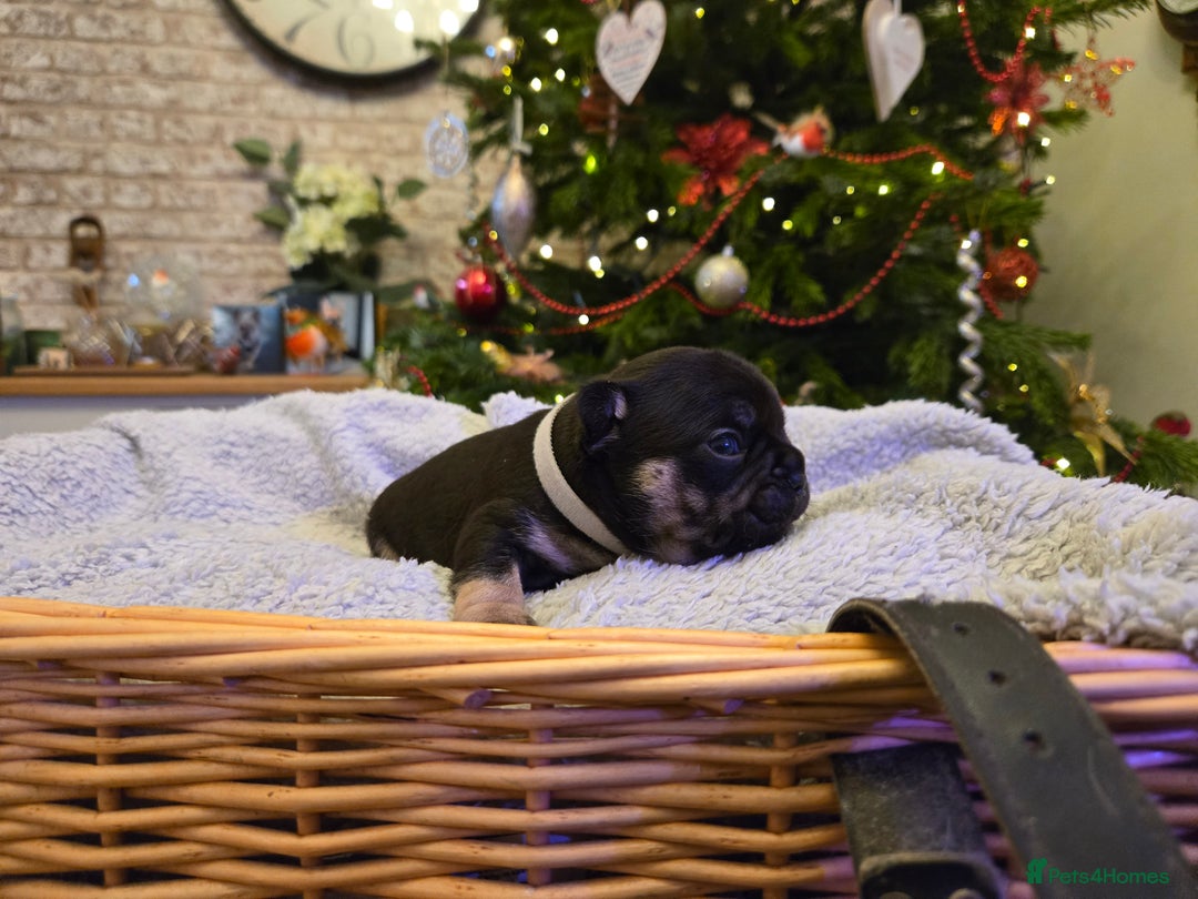 French Bulldog dogs for sale: French bulldog puppies.  - Advert 26