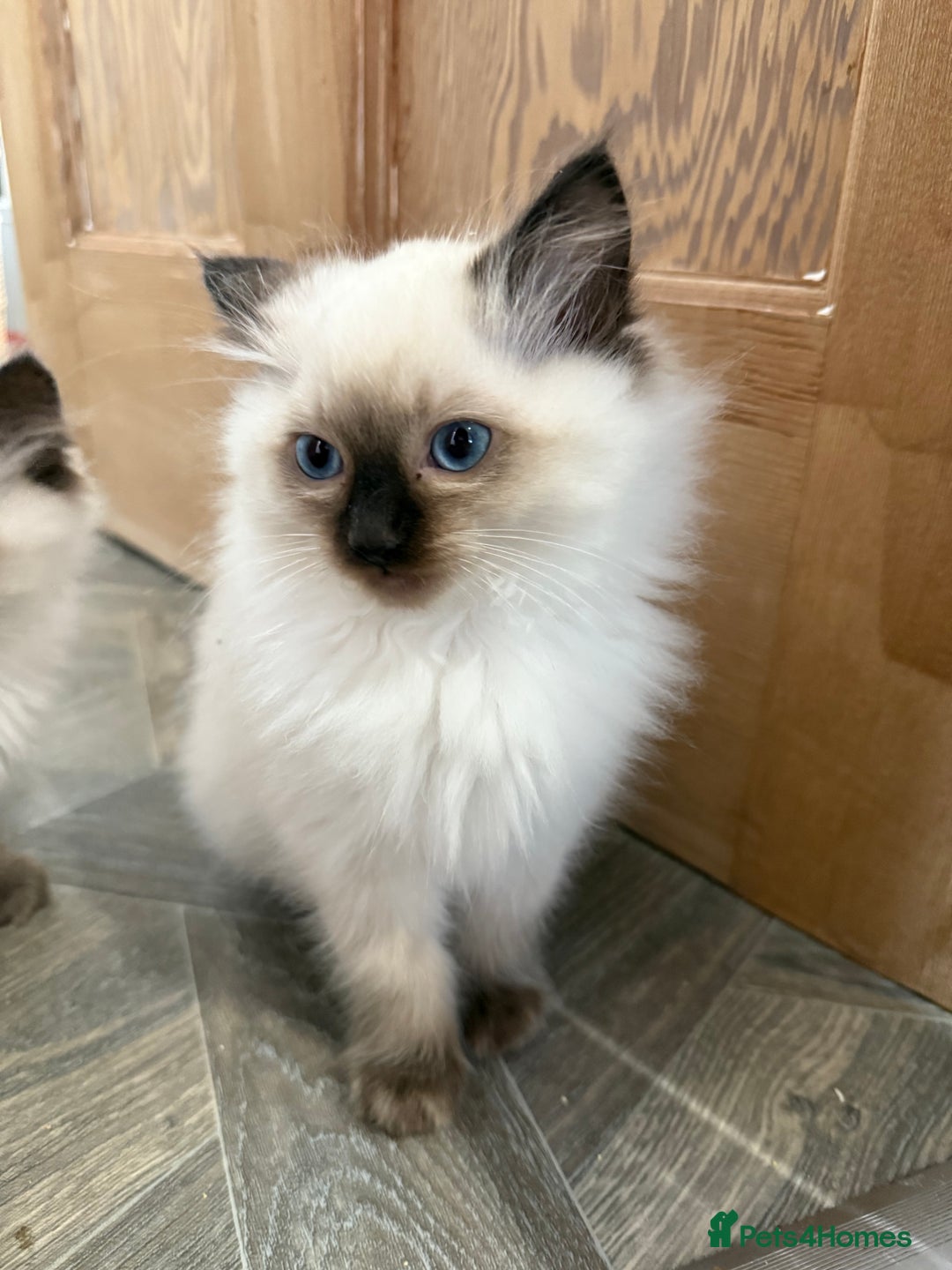Ragdoll cats for sale: GCCF Registered seal point kittens - Image 14