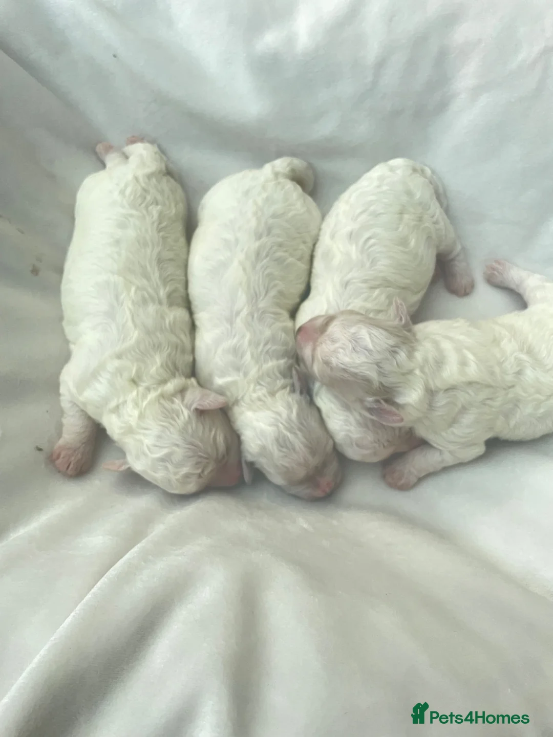 Bichon Frise dogs for sale: Bonnie in Exeter - Advert 15
