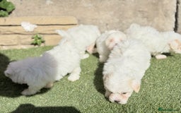 Maltese dogs for sale: Puppies Maltese  - Image 12