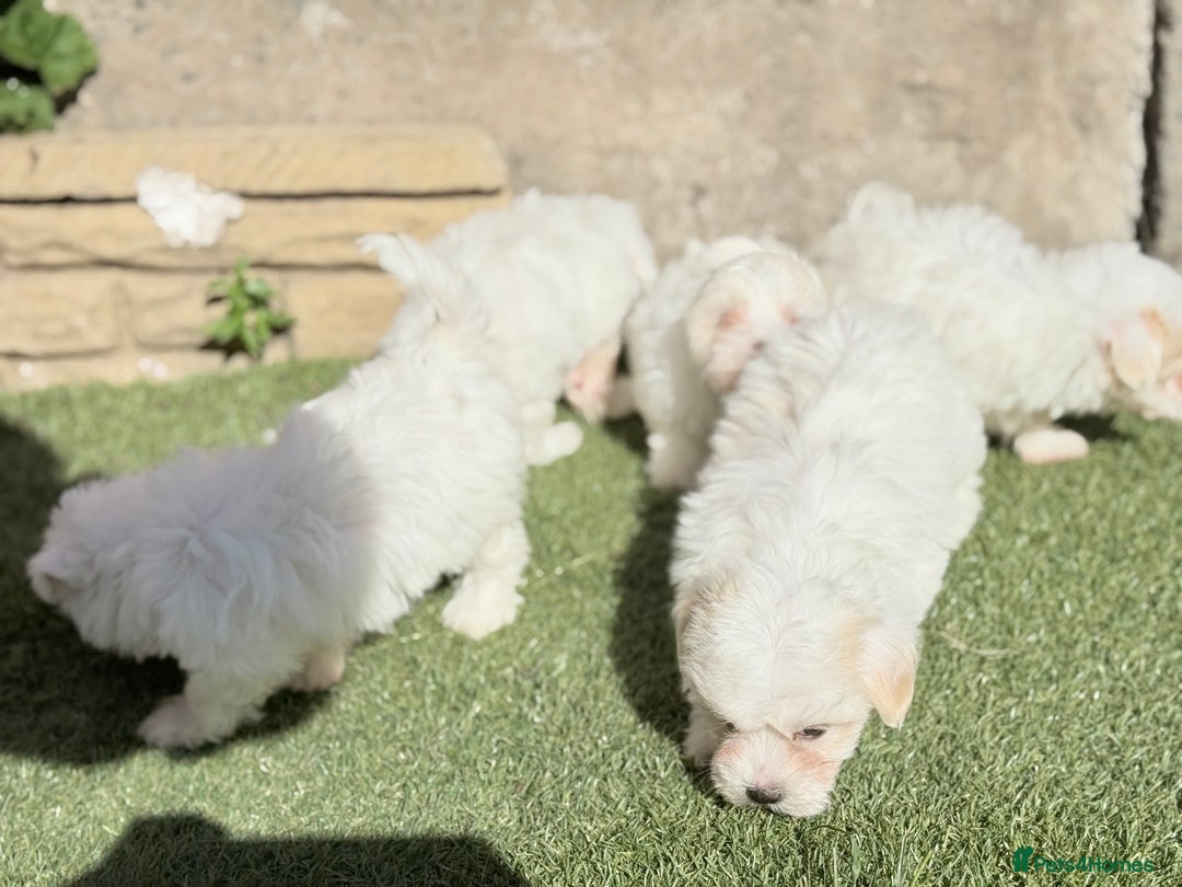 Maltese dogs for sale: Puppies Maltese  - Image 12