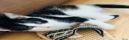 Mixed Breed cats for sale: Beautiful kitten ready for a new home - Advert 14