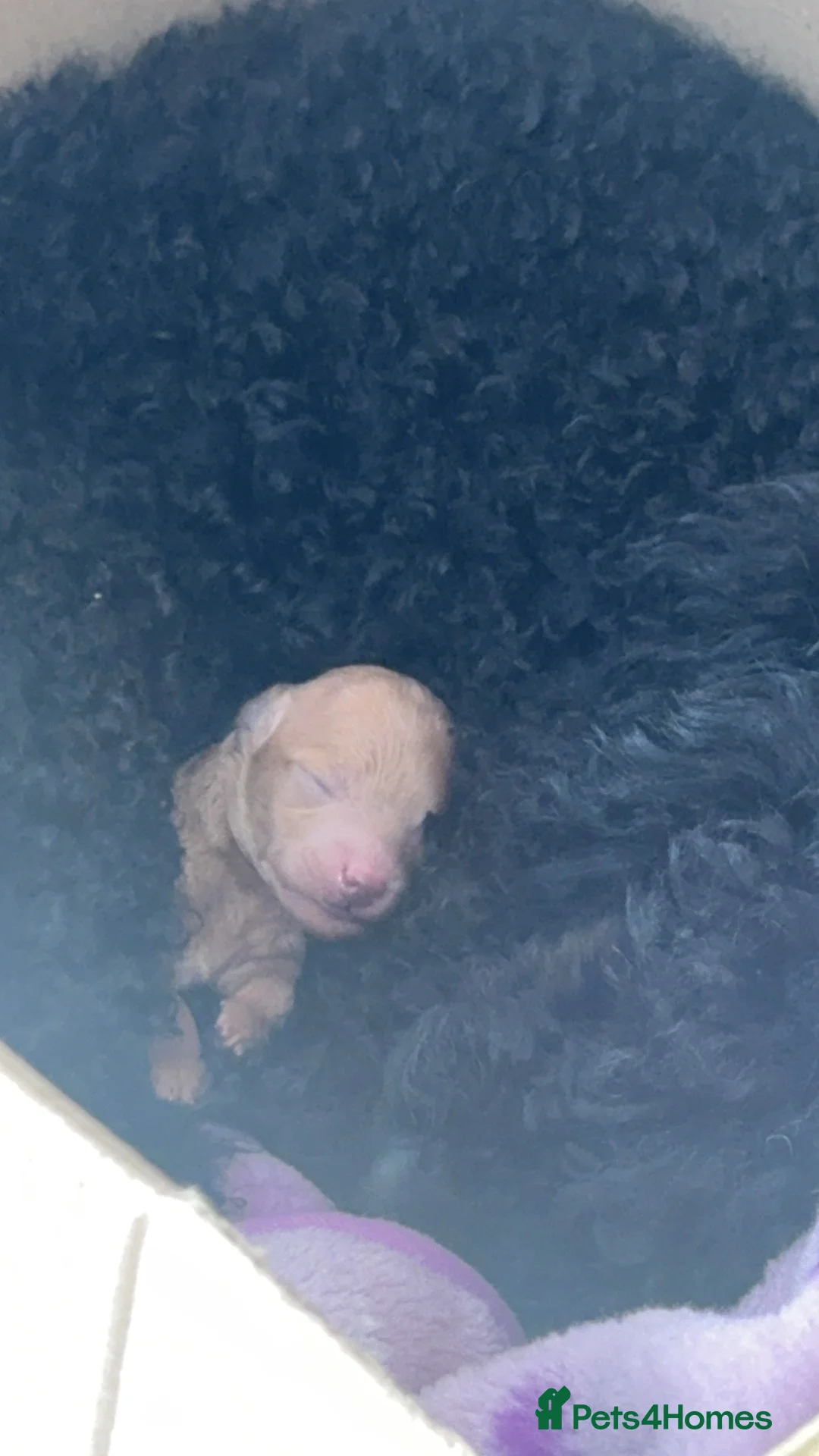 Miniature Poodle dogs for sale: Apricot pup in Newark - Advert 3