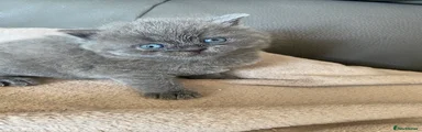 British Shorthair Kitten 4