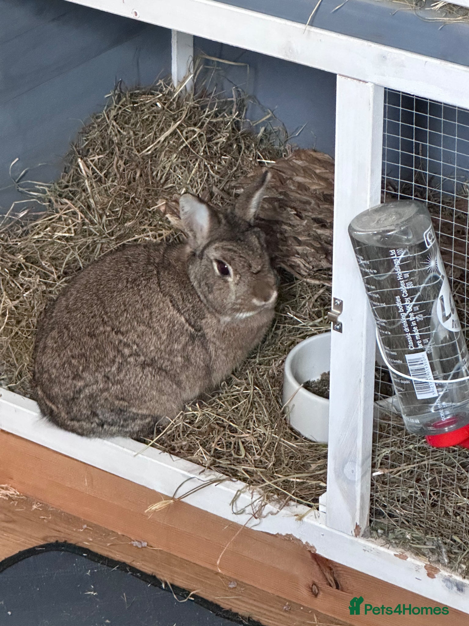 Netherland Dwarf rabbits Beautiful 1 year old Norwegian dwarf for rehoming - Advert 2