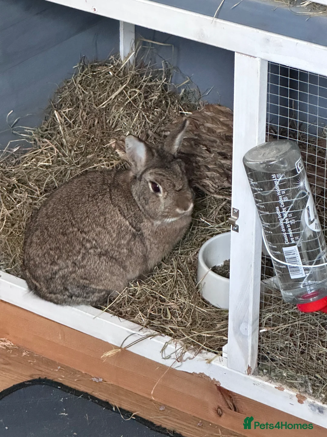 Netherland Dwarf rabbits for sale: Beautiful 1 year old Norwegian dwarf for rehoming - Advert 2