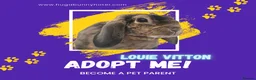 Mini Lop rabbits for sale: Louie Vitton Plush Lop Neutered - Advert 3