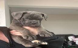 Mixed Breed dogs for sale: canó corso cross british bulldog stunning colours  - Image 4