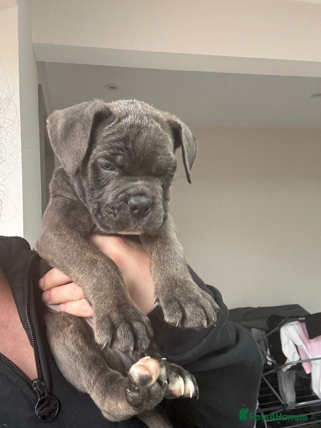 Mixed Breed dogs for sale: canó corso cross british bulldog stunning colours  - Image 4